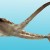 Life reconstruction of Aquilolamna milarcae. Image credit: Oscar Sanisidro.
